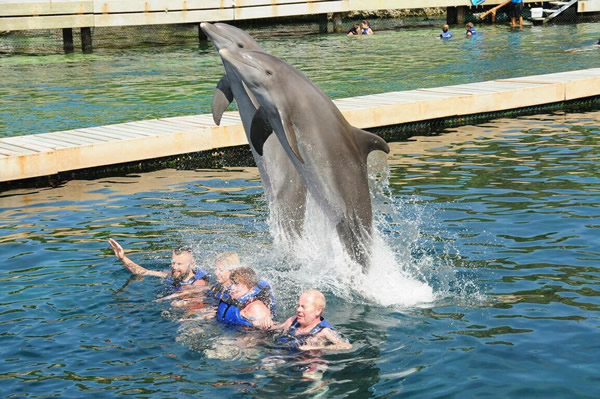 Amazing experience swimming with dolphins