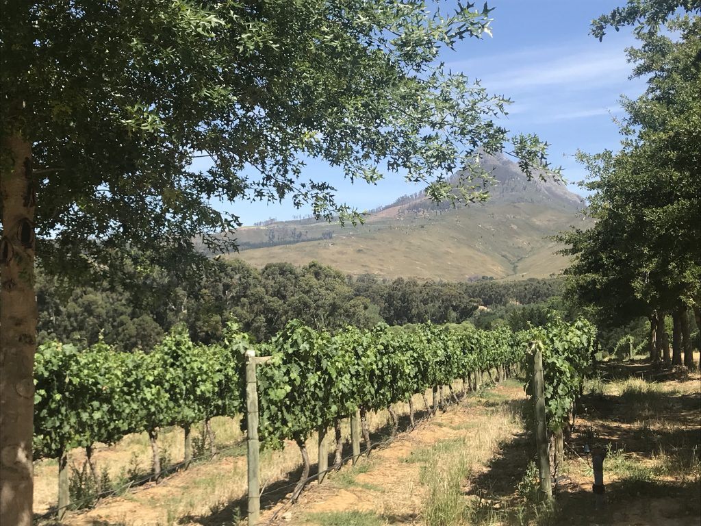 The vineyard at Mitre’s Edge Boutique Winery