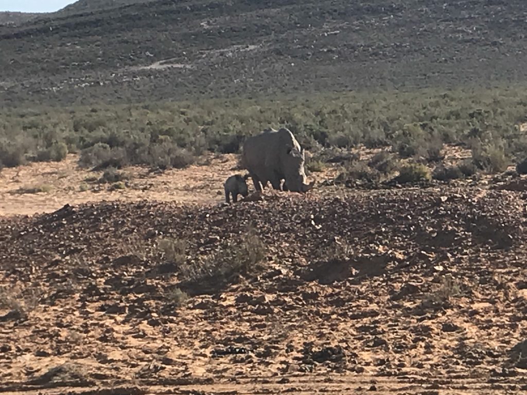 The ranger didn’t want to get too close to the baby rhino so as not to upset the big mamma. Seems a sensible decision to me.