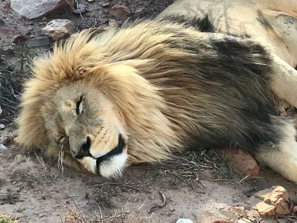 This big fella was not overly impressed with our motor disrupting his nap