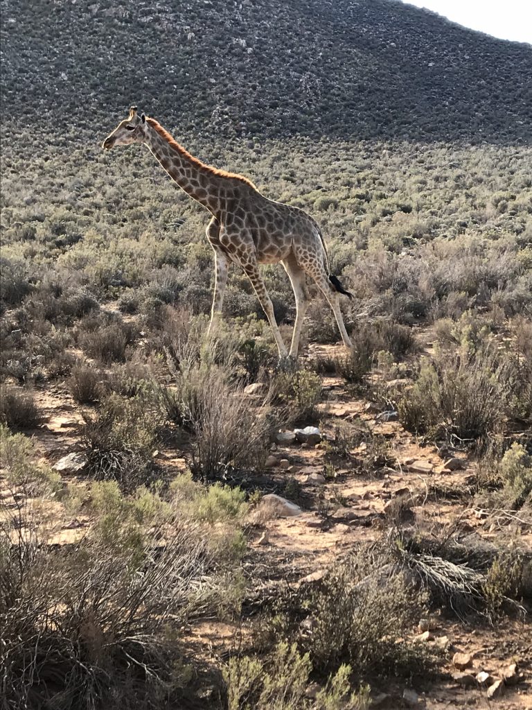 One of the three giraffes spotted strutting around during our first safari