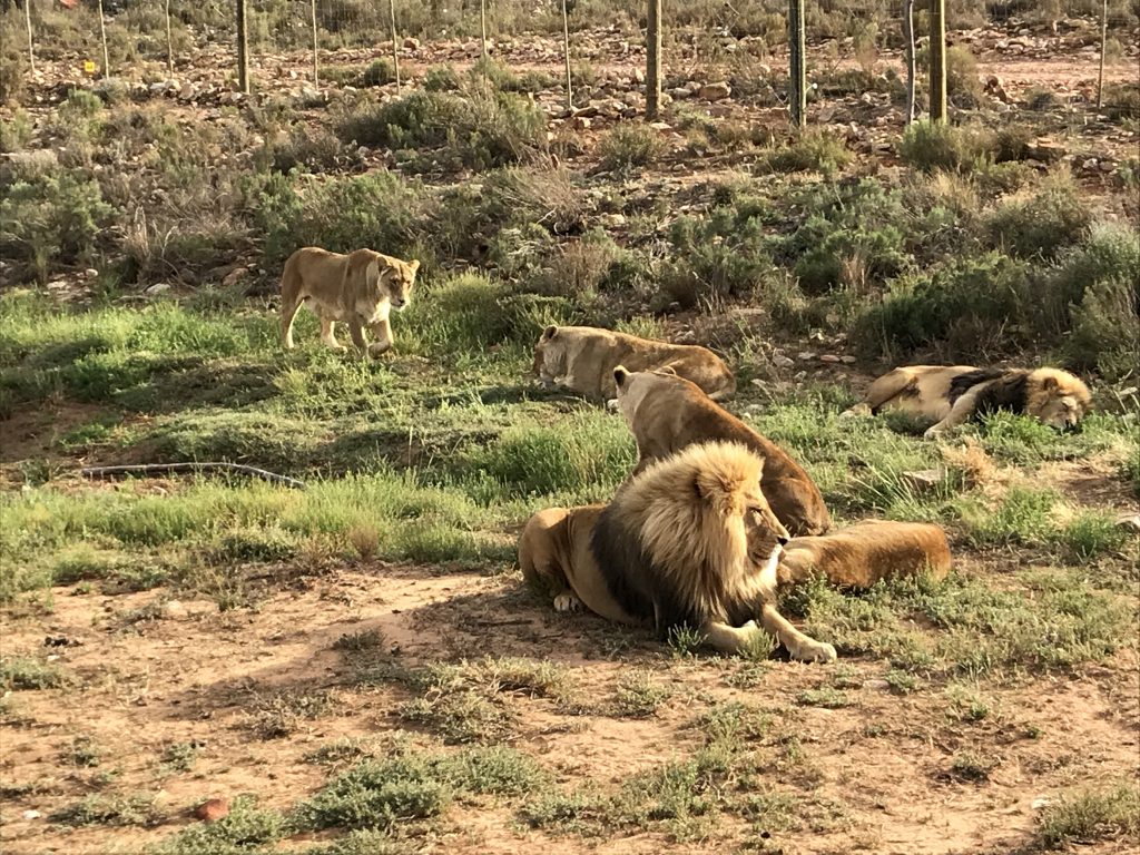 Pride of lions lazing around during our safari