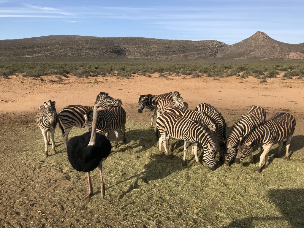 Zebra spotted enjoying their lunch during our safari at Aquila. And one ostrich that thinks it’s a zebra. 